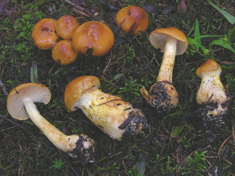 Cortinarius da determinare n�0004.